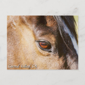 Postal de ojos para caballos de Carmel Valley