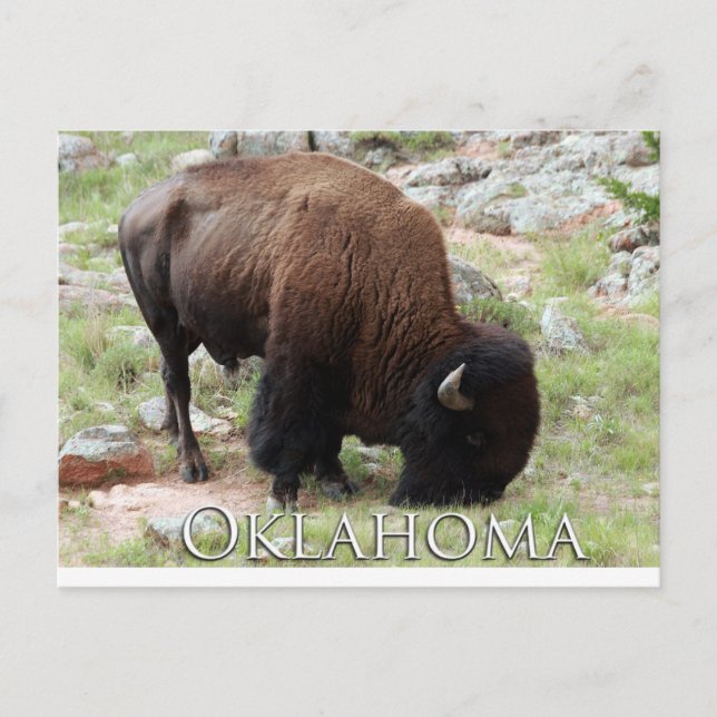 Postal de Oklahoma Bison (Anverso)