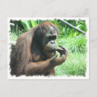 Postal de Orangutan Ape
