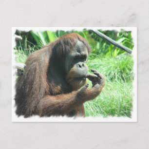Postal de Orangutan Ape