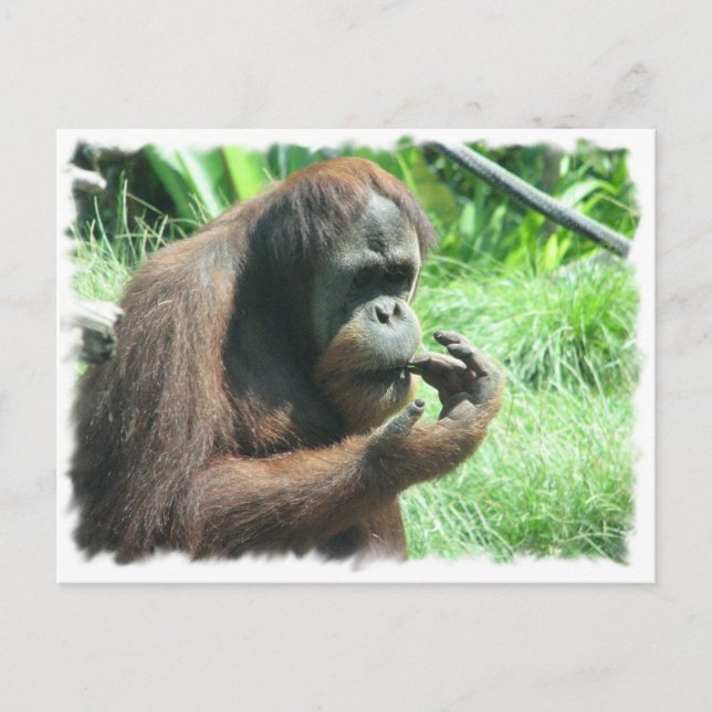 Postal de Orangutan Ape (Anverso)