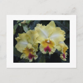 Postal de orquídea amarilla