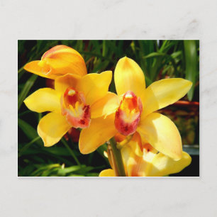 Postal de orquídea amarilla para cimbidio