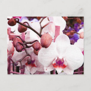 postal de orquídea blanca