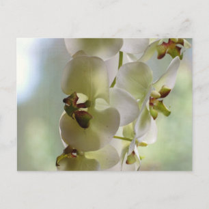 Postal de orquídeas de engorde