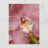 Postal de orquídeas rosadas