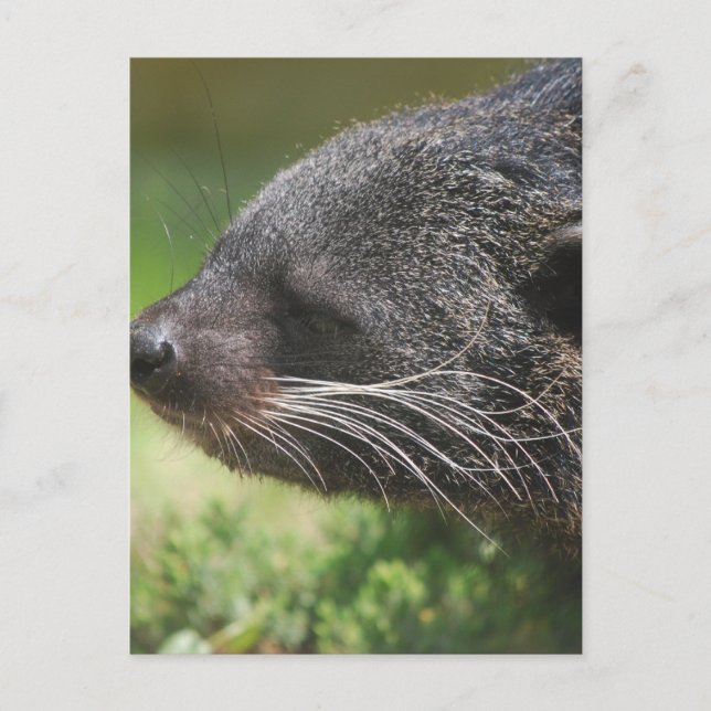 Postal de oso binturong (Anverso)