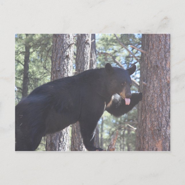 Postal de oso negro (Anverso)