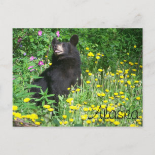 Postal de oso negro