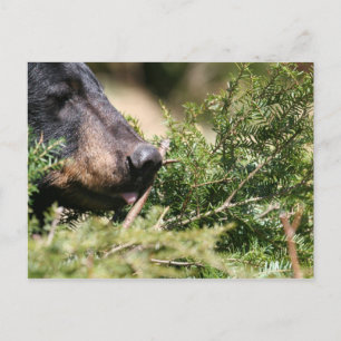 postal de oso negro