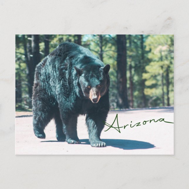 Postal de oso negro (Anverso)