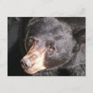 Postal de oso negro