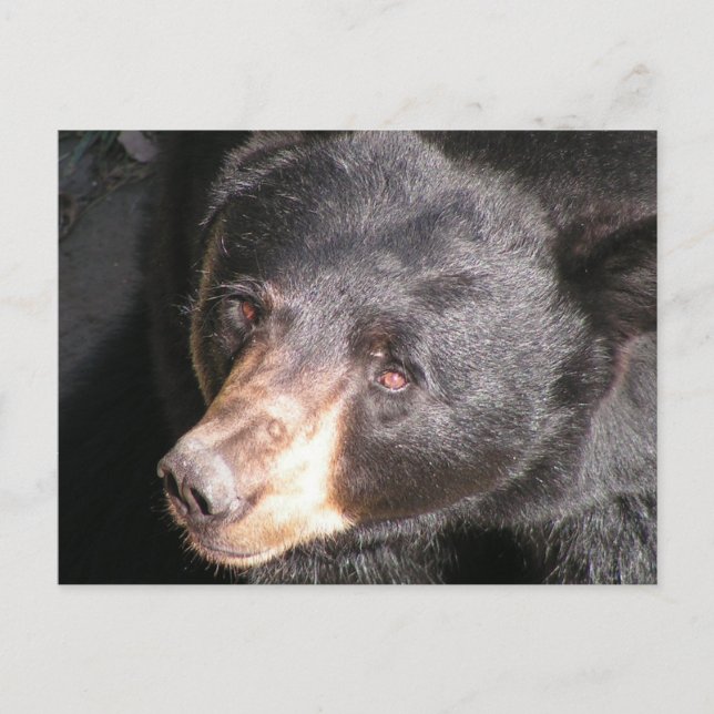 Postal de oso negro (Anverso)