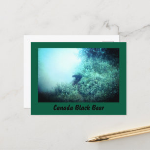 Postal de oso negro de Canadá