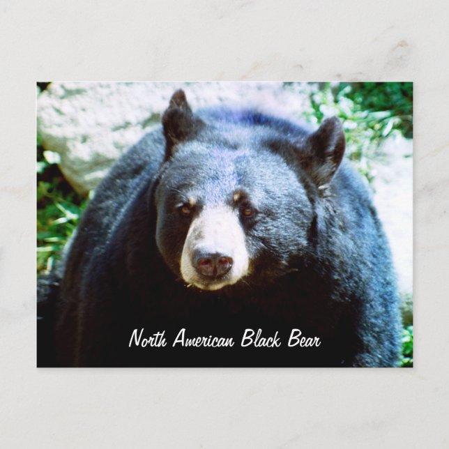 Postal de oso negro norteamericano (Anverso)