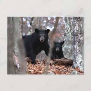 Postal de oso negro y cubo