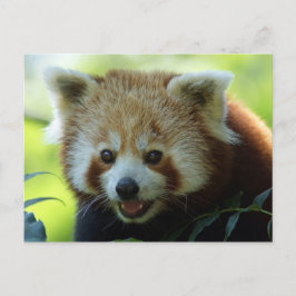 Postal de oso panda rojo