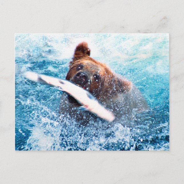 Postal de oso pardo (Anverso)