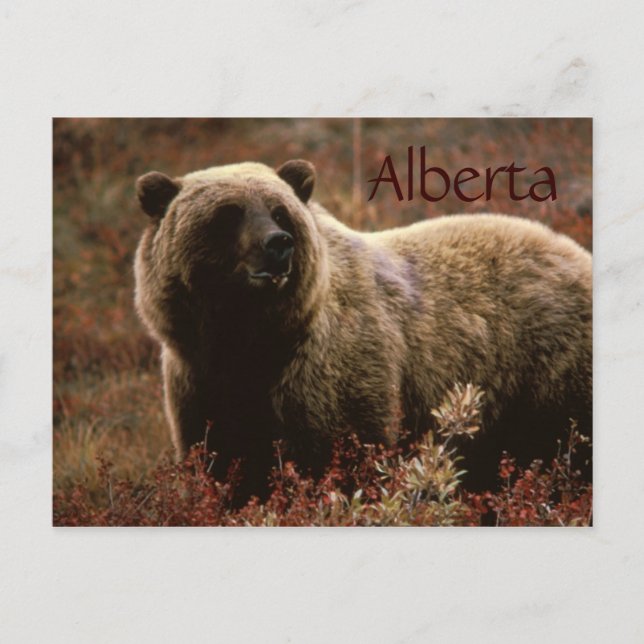 Postal de oso pardo de Alberta (Anverso)