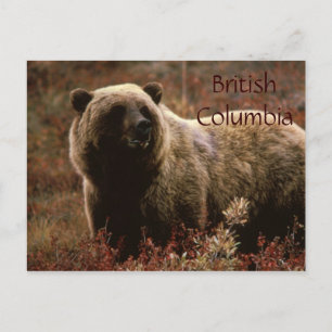 Postal de oso pardo de Columbia Británica