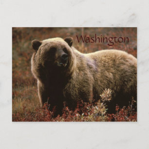 postal de oso pardo de Washington