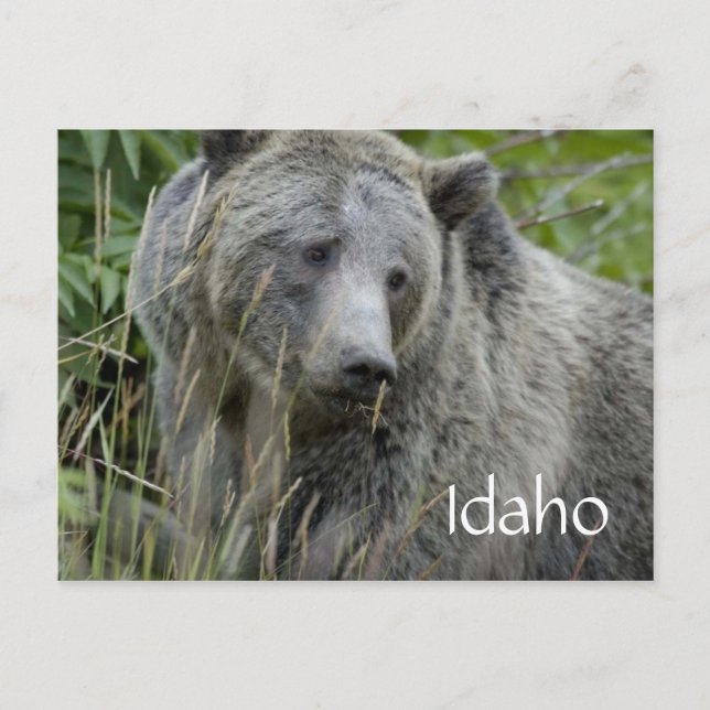 Postal de oso pardo Idaho (Anverso)