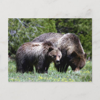 Postal de oso pardo y cubo