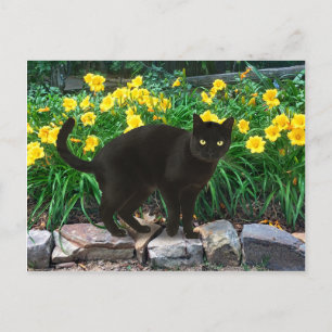 Postal de "Oso Pequeño"