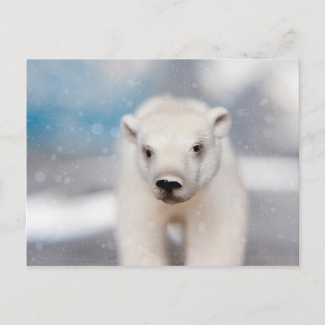 Postal de oso polar (Anverso)