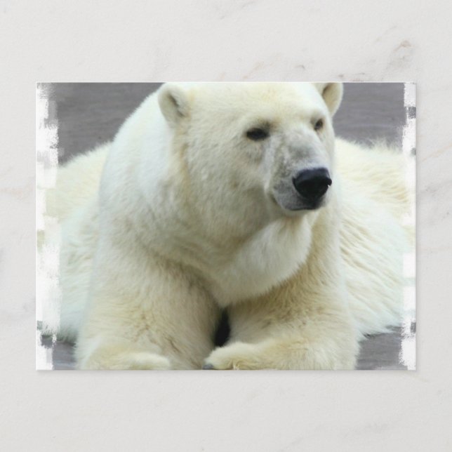 Postal de oso polar (Anverso)