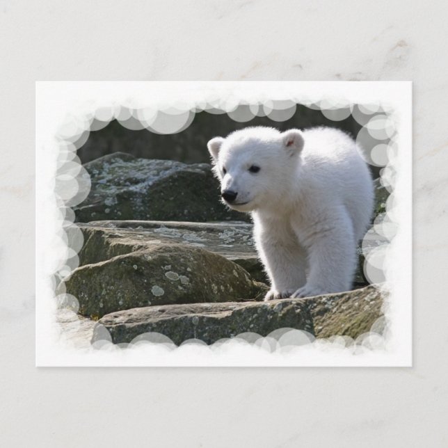 Postal de oso polar para bebés (Anverso)