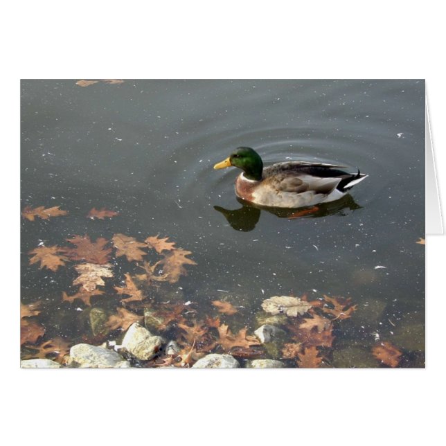 Postal de otoño Mallard (Anverso (Horizontal))