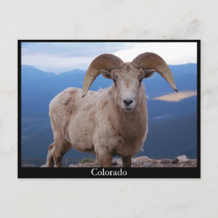 postal de ovejas, Colorado