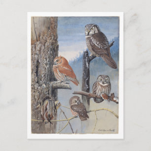 Postal de Owl Vintage