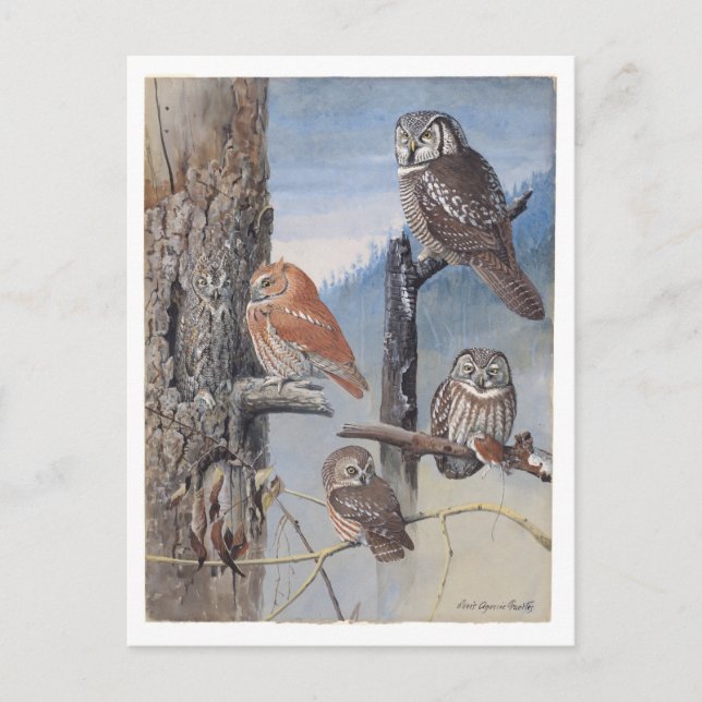 Postal de Owl Vintage (Anverso)