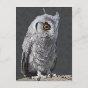 Postal de Owlet Fluffy