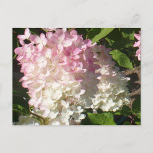 postal de P.D. Hydrangea
