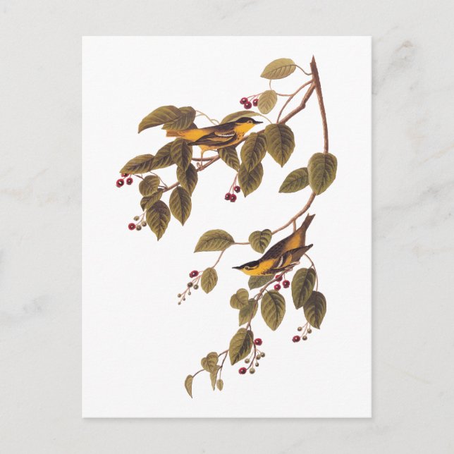 Postal de pájaro Audubon de la baya carbonatada (Anverso)