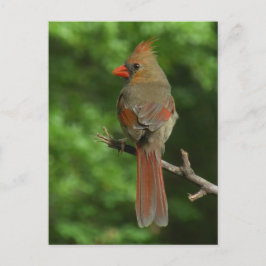 Postal de pájaro cardinal del norte