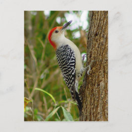 Postal de pájaro de carpintero rojo