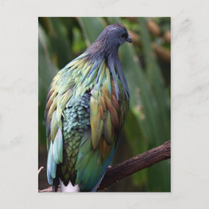 Postal de pájaro de Nicobar Pigeon