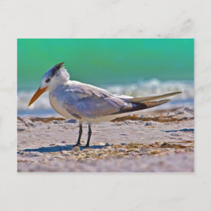 Postal de pájaro de Royal Tern