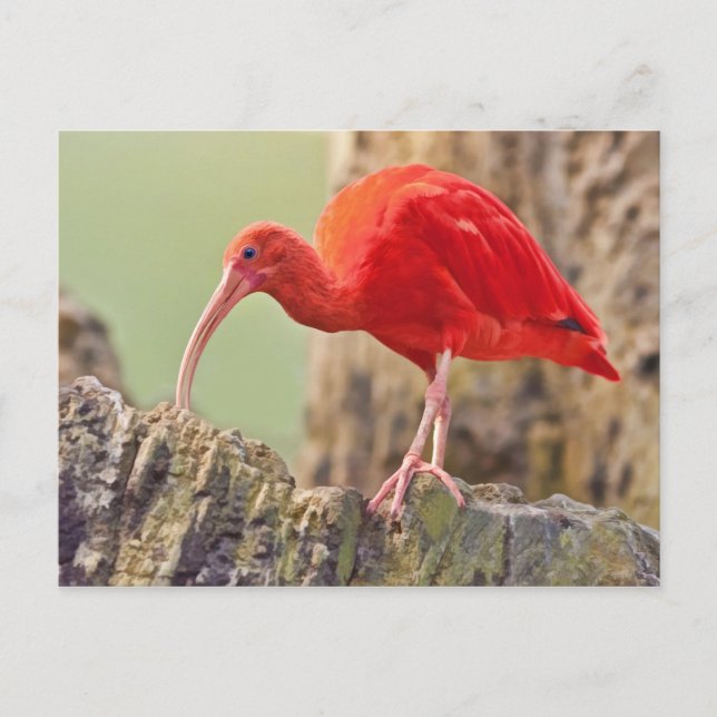 Postal de pájaro de Scarlet Ibis (Anverso)