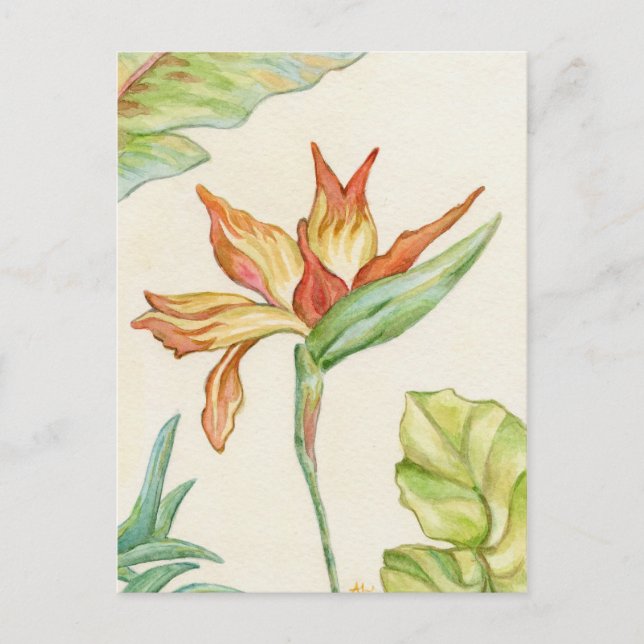 Postal de pájaro del paraíso (Anverso)