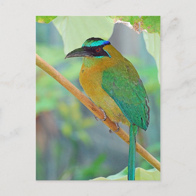 Postal de pájaro exótico (Anverso)