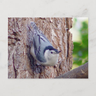 Postal de pájaro Nuthatch