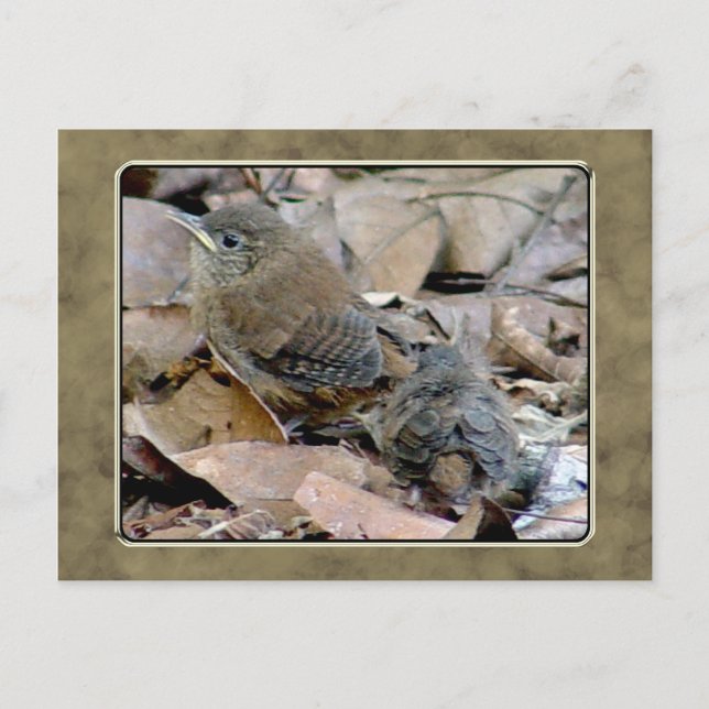 Postal de pájaro para bebé Wren (Anverso)