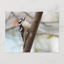 Postal de pájaro pequeño lechoso