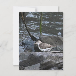 Postal de pájaro sobre rocas