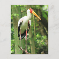 Postal de pájaro tropical